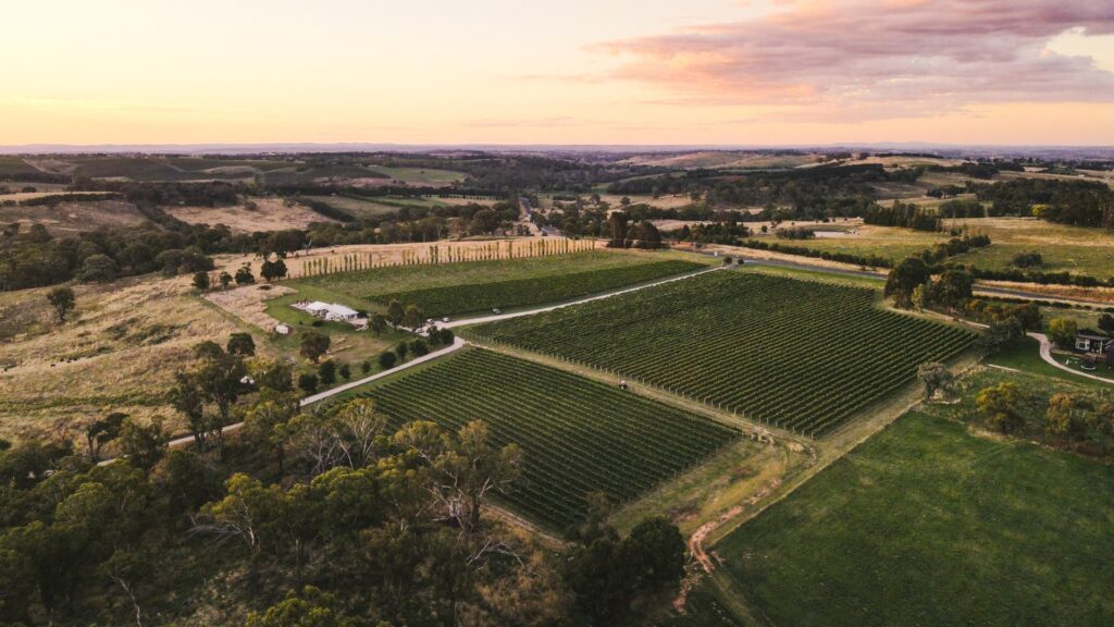 Aerial Hill Park Vineyard